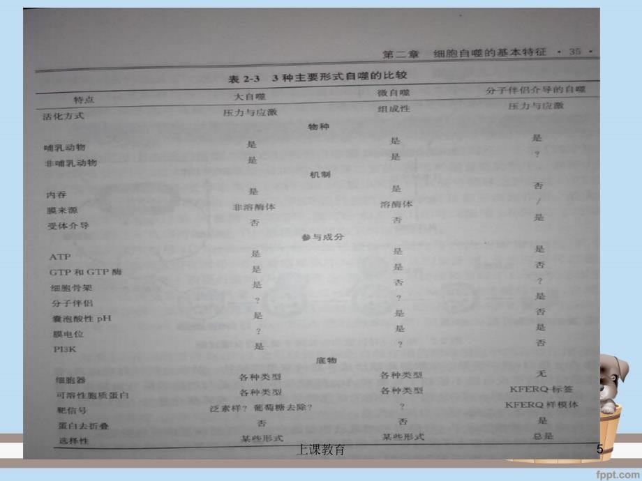 自噬性细胞死亡实用课资_第5页