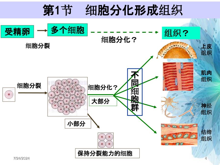 北师大版七年级上册生物第4章第1节细胞分化形成组织_第4页