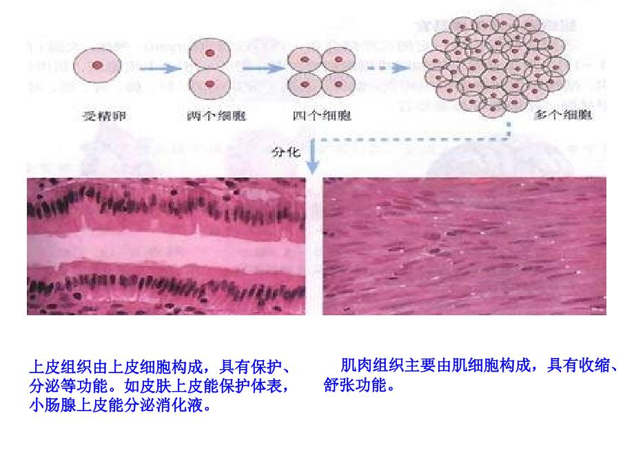 动物体的结构层次课件1_第3页