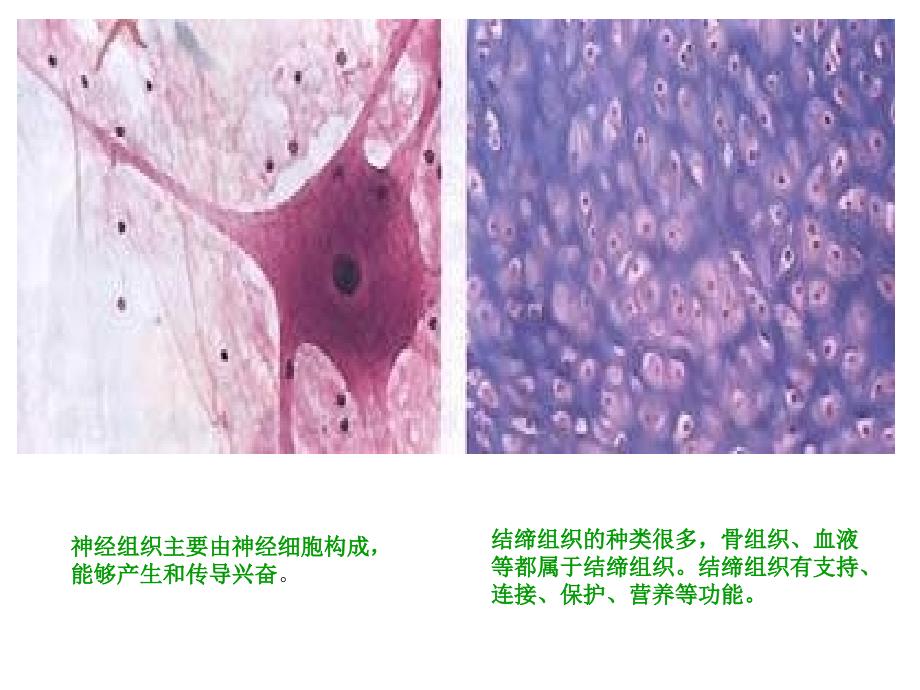 动物体的结构层次课件1_第4页