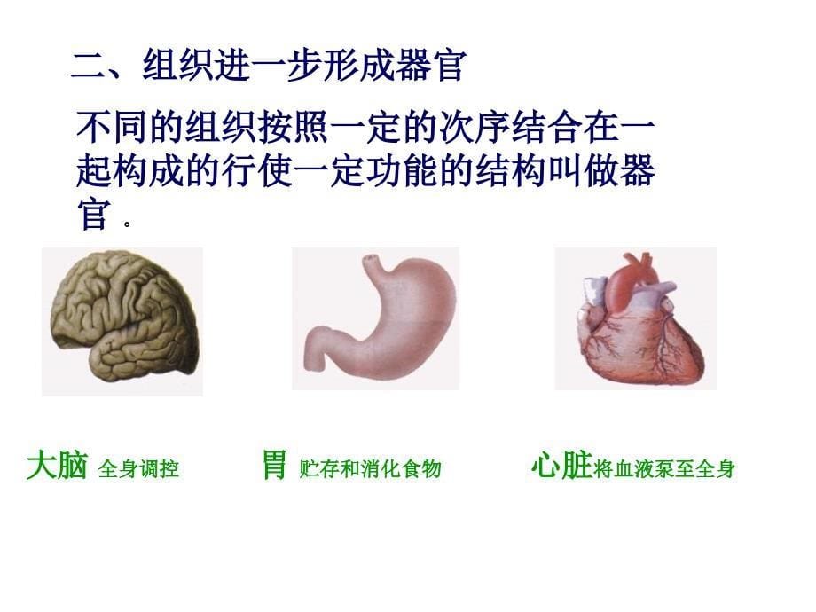 动物体的结构层次课件1_第5页