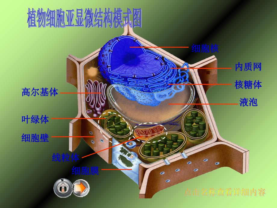 细胞质结构和功能PPT课件_第4页