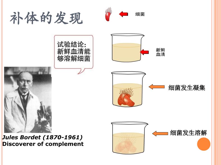 医学免疫学第6版课件-补体系统_第2页