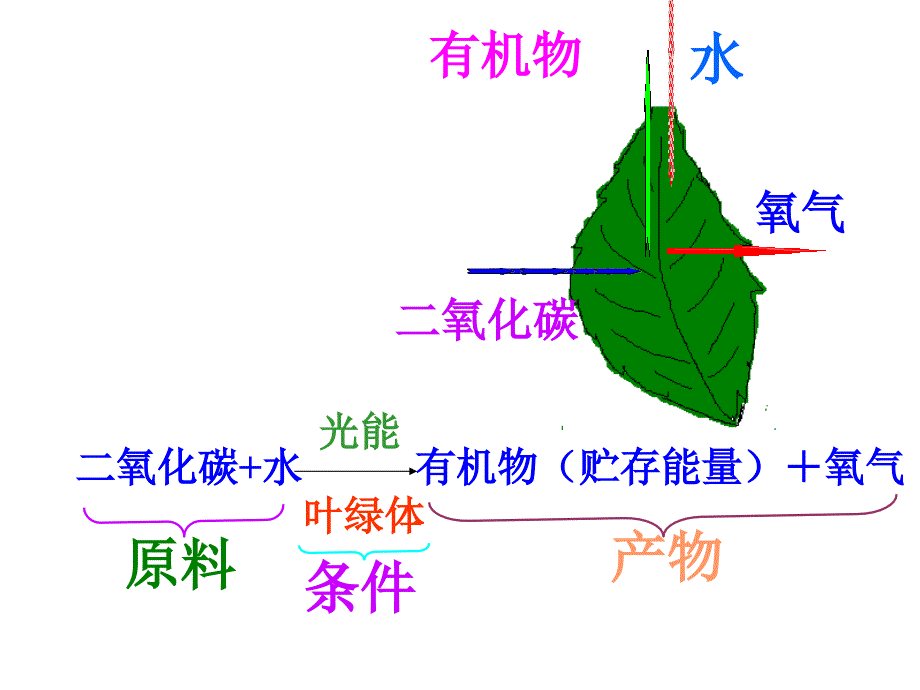 七年级生物绿色植物生活方式.ppt_第2页