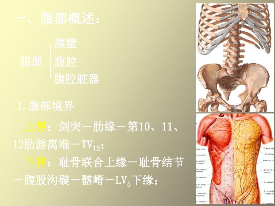 局部解剖学腹壁操作_第2页