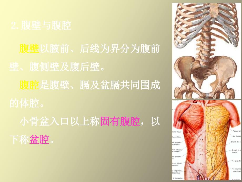 局部解剖学腹壁操作_第3页