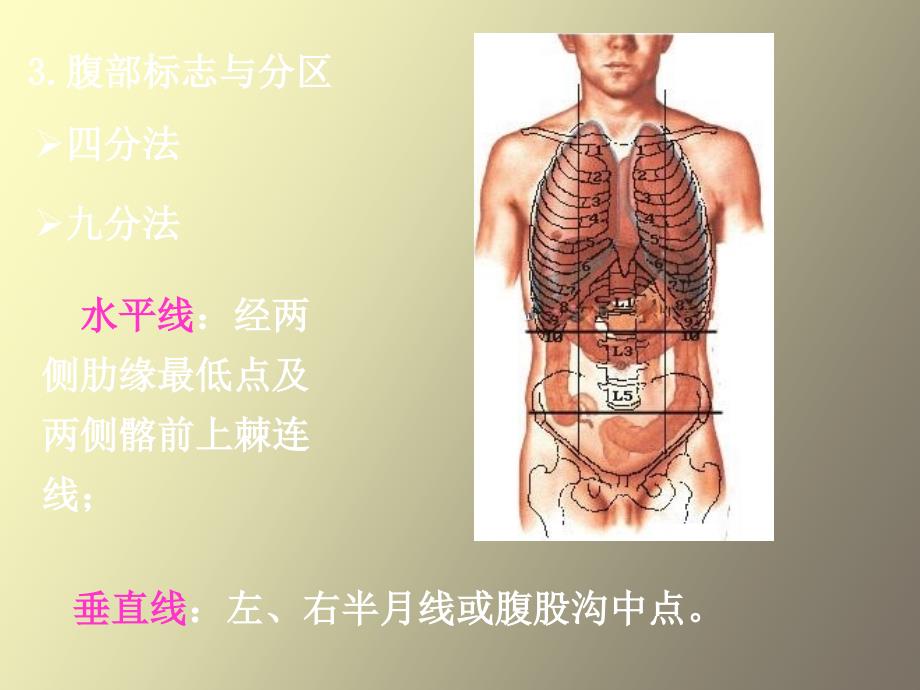 局部解剖学腹壁操作_第4页