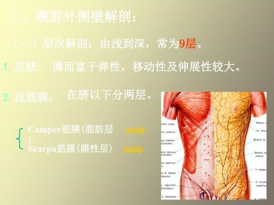 局部解剖学腹壁操作_第5页