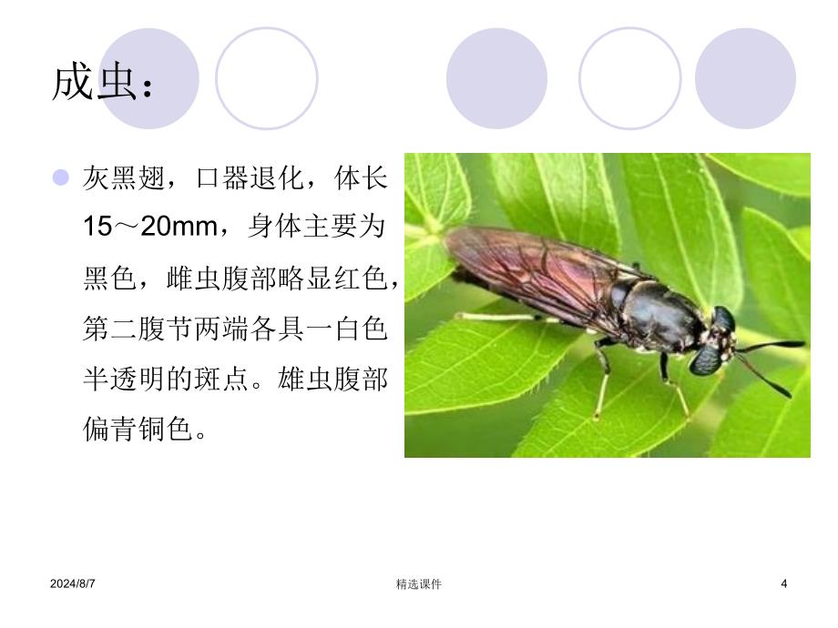 《黑水虻养殖技术》课件_第4页