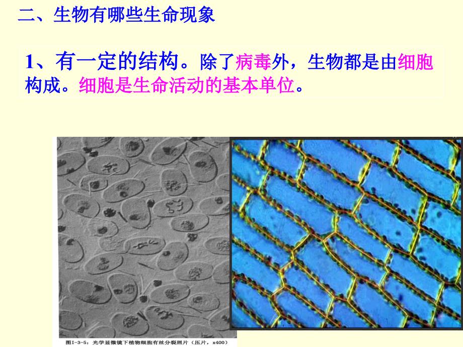 第一章第一节我们周围的生物_第2页