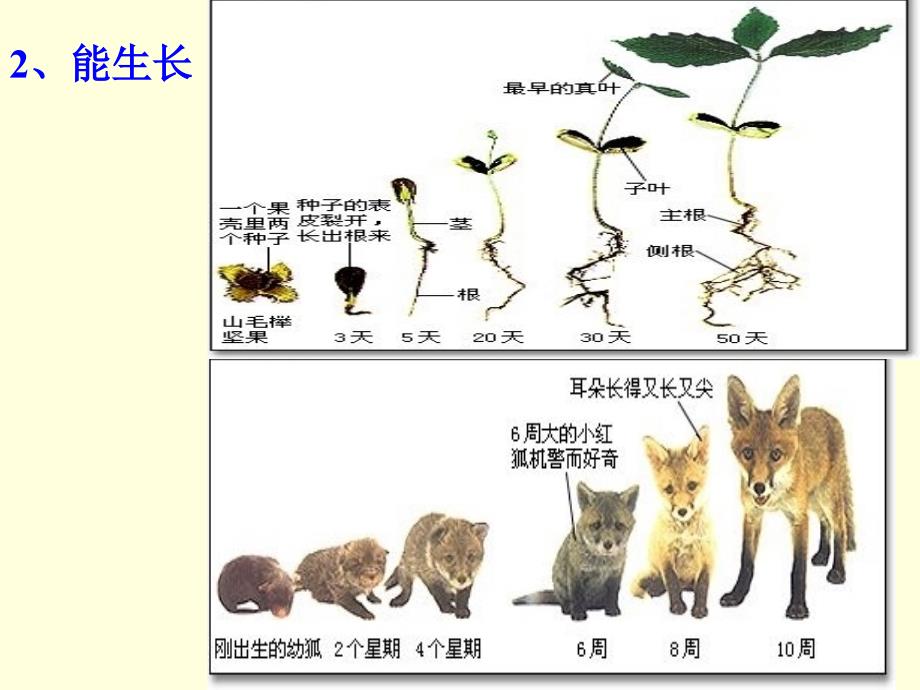 第一章第一节我们周围的生物_第3页