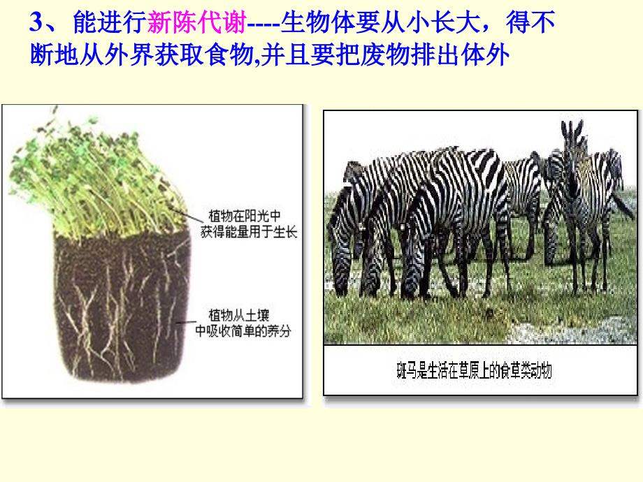 第一章第一节我们周围的生物_第4页