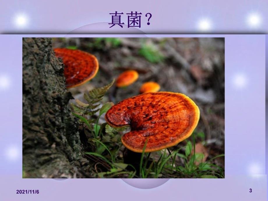 《真菌感染性皮肤病》PPT课件.ppt_第3页