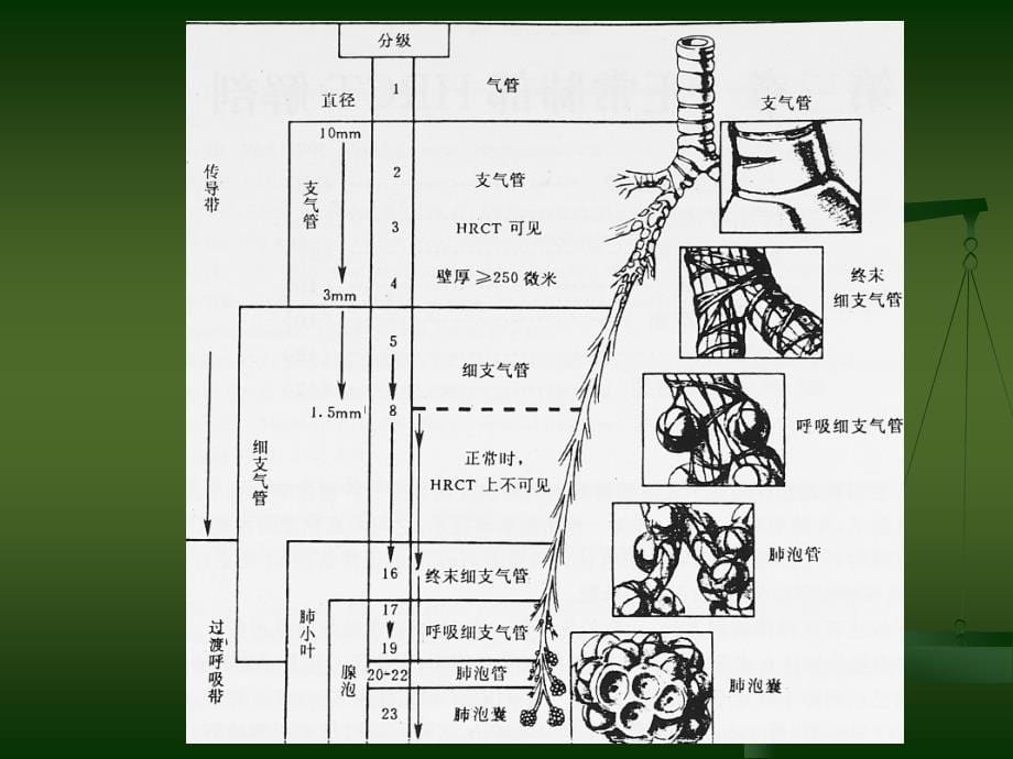 小气道病变(压缩)课件_第5页