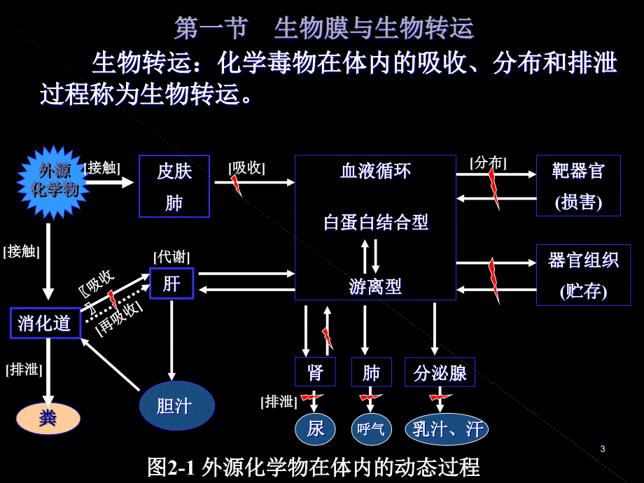 外源化学物在体内的生物转运与转化_第3页