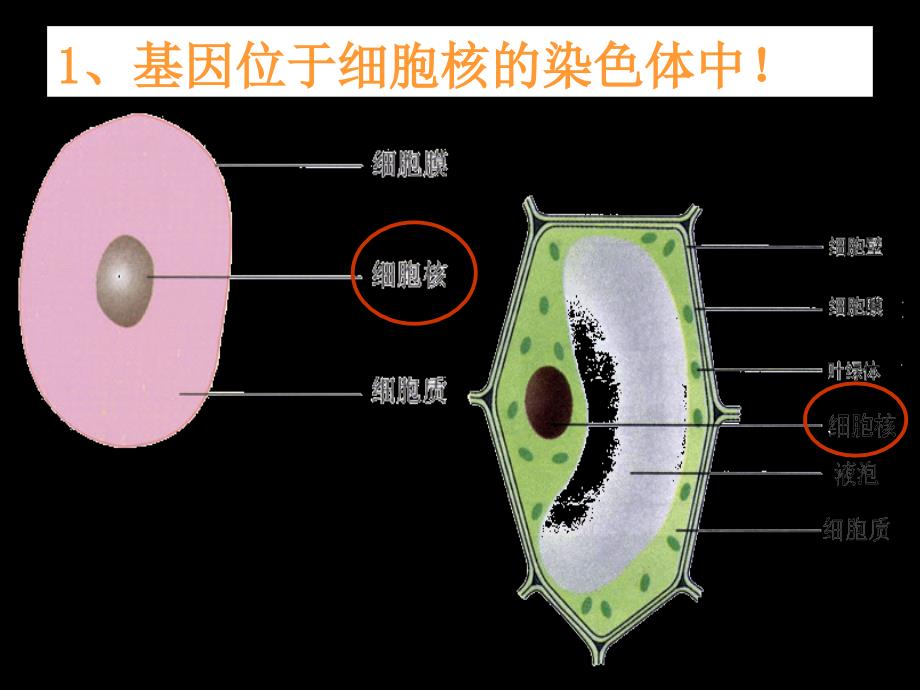 性状相对性状性状由基因控制但同时是否受环_第4页