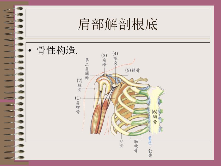 肩周炎的痛点检查ppt课件_第4页