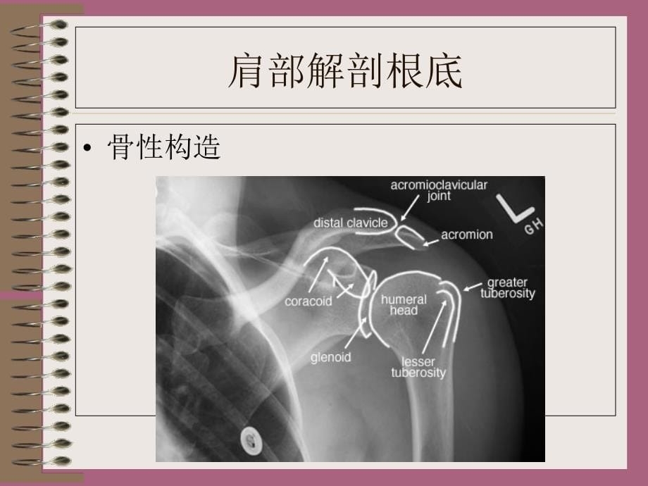 肩周炎的痛点检查ppt课件_第5页