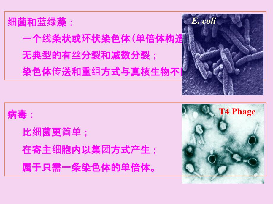 遗传学第10章细菌和病毒的遗传ppt课件_第3页