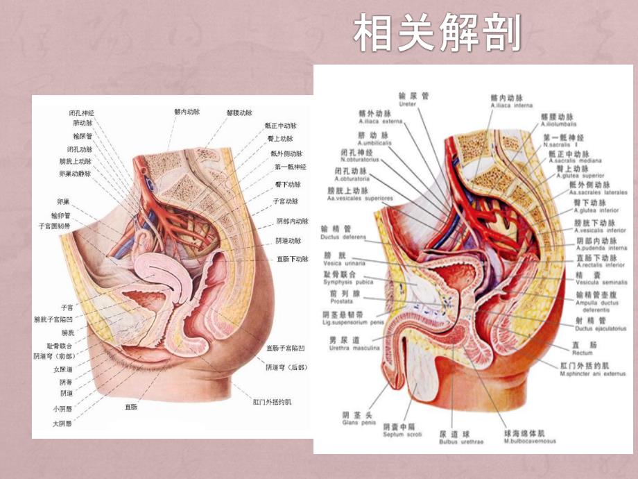 直肠癌手术配合_第3页