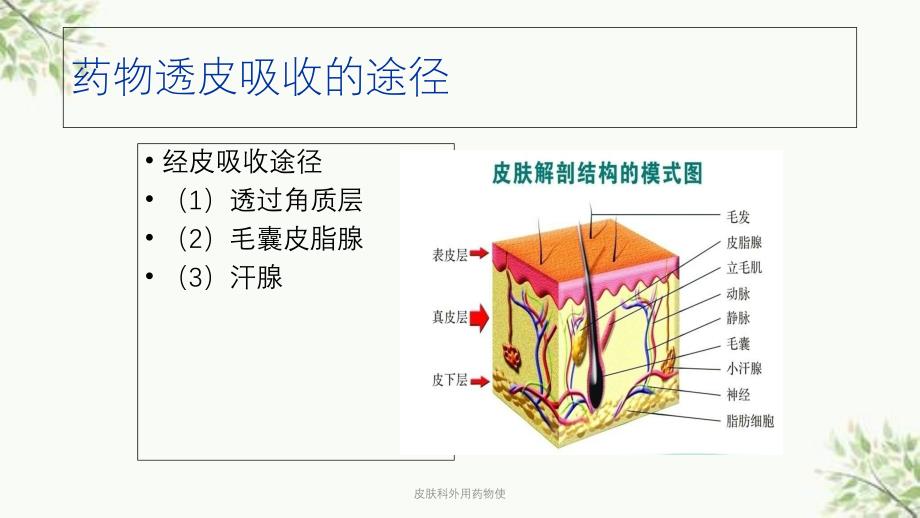 皮肤科外用药物使课件_第2页