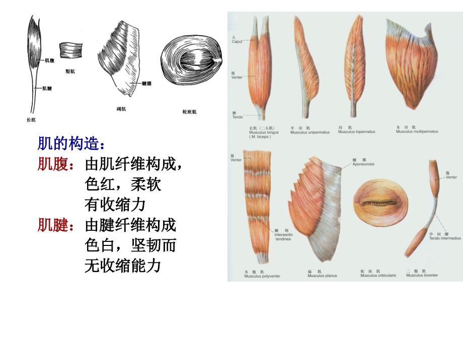 人体系统解剖学-肌学_第3页