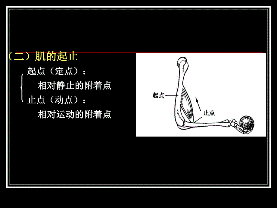 人体系统解剖学-肌学_第4页