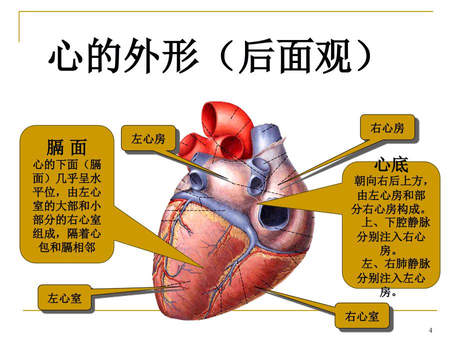 临床心脏PPT课件_第4页