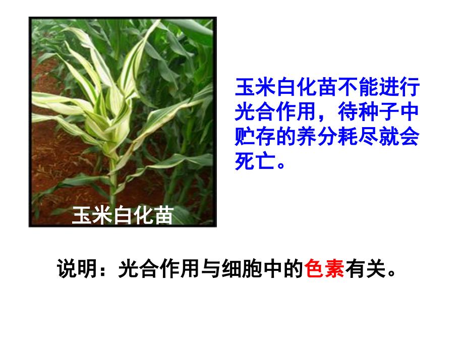 人教版生物新教材《光合作用的原理和应用》ppt精美版课件_第2页