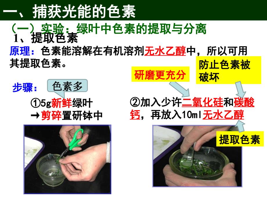 人教版生物新教材《光合作用的原理和应用》ppt精美版课件_第3页