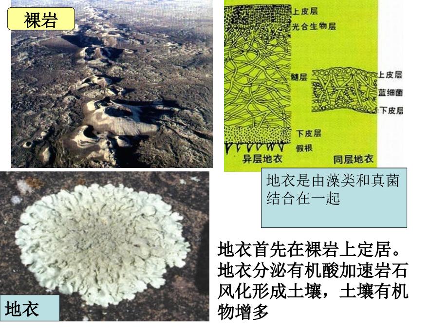 高中三年级生物必修3第一课时课件_第3页