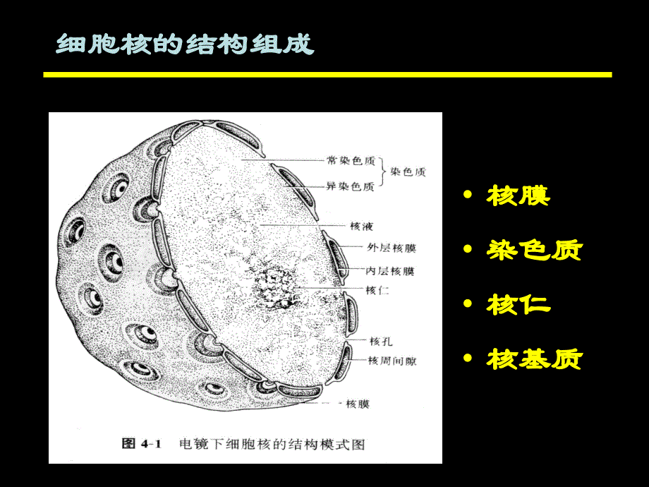 医学细胞生物学：第八章 细胞核 (Nucleus)_第3页