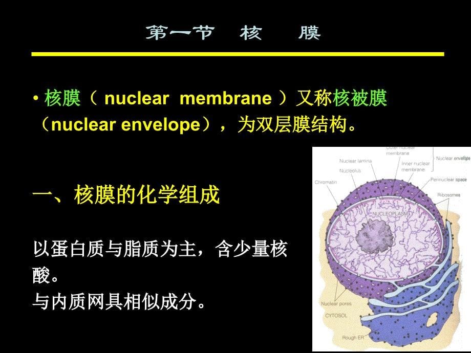 医学细胞生物学：第八章 细胞核 (Nucleus)_第5页