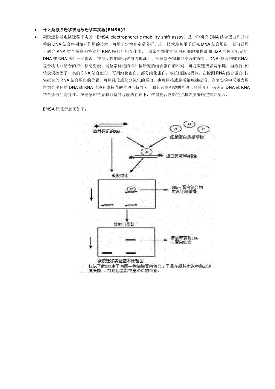 凝胶迁移或电泳迁移率实验EMSA技术_第1页