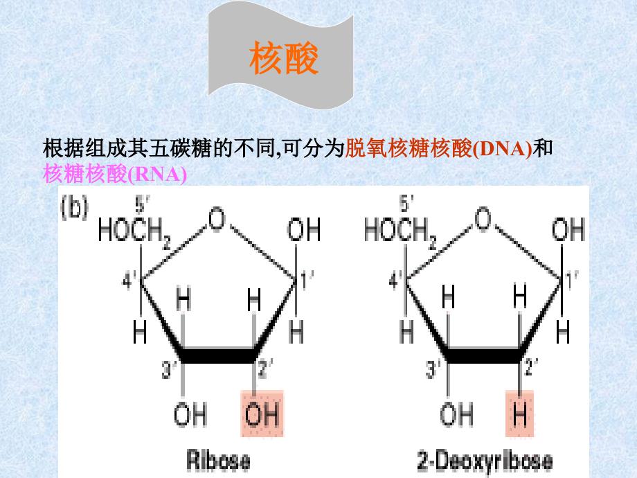 《细胞的化学组成》PPT课件_第3页