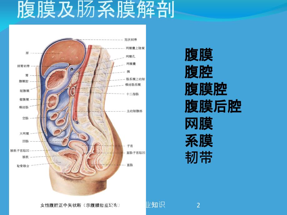 肠系膜囊肿专业知识培训课件_第2页