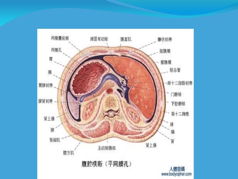 肠系膜囊肿专业知识培训课件_第3页