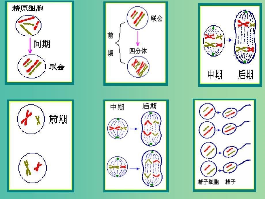 高中生物 2.1 减数分裂和受精作用课件 新人教版必修2.ppt_第5页