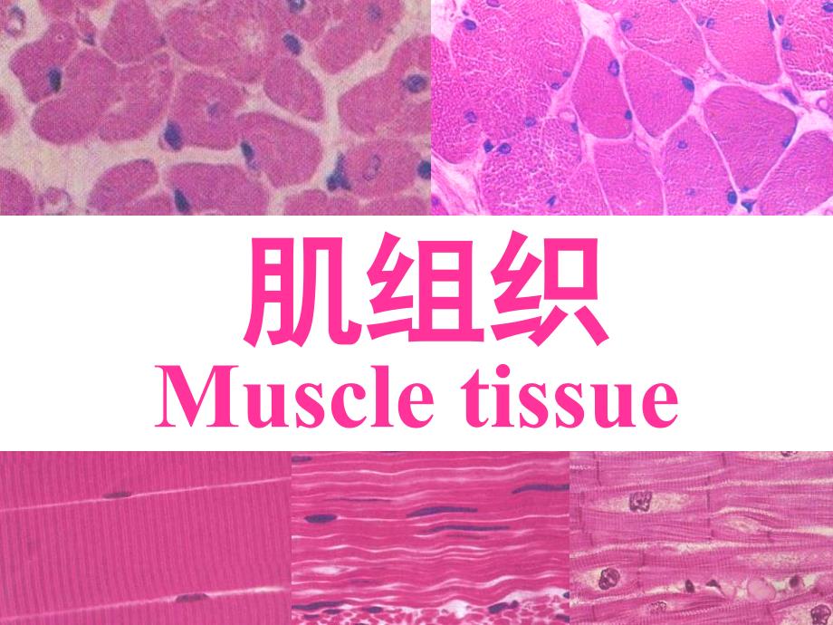 组织学肌组织_第1页