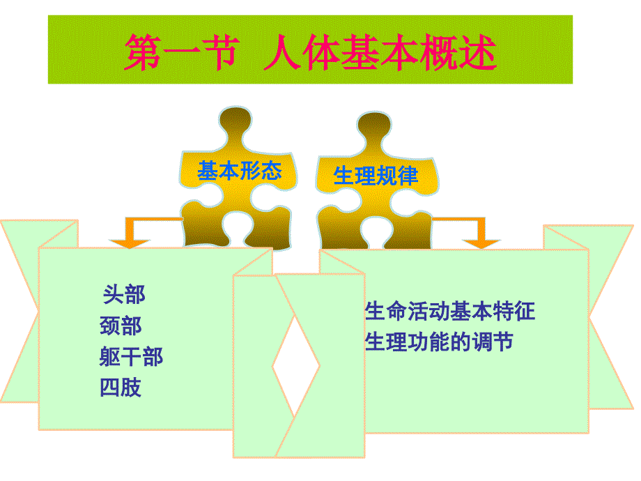 第二章运动系统总结ppt课件_第4页