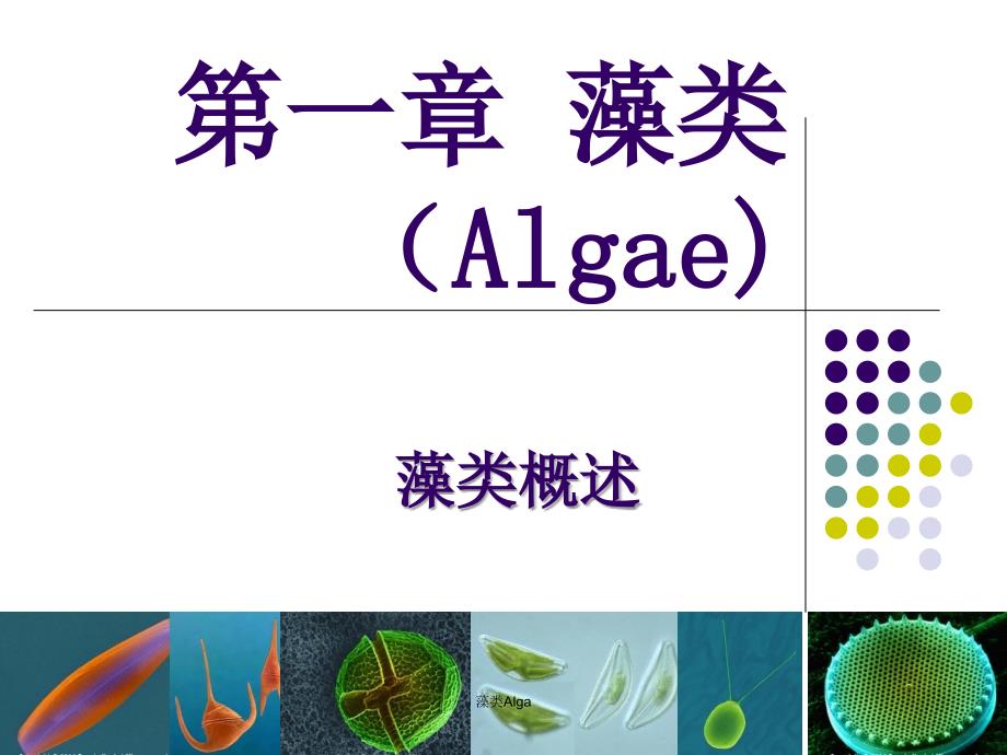 藻类Alga课件_第1页