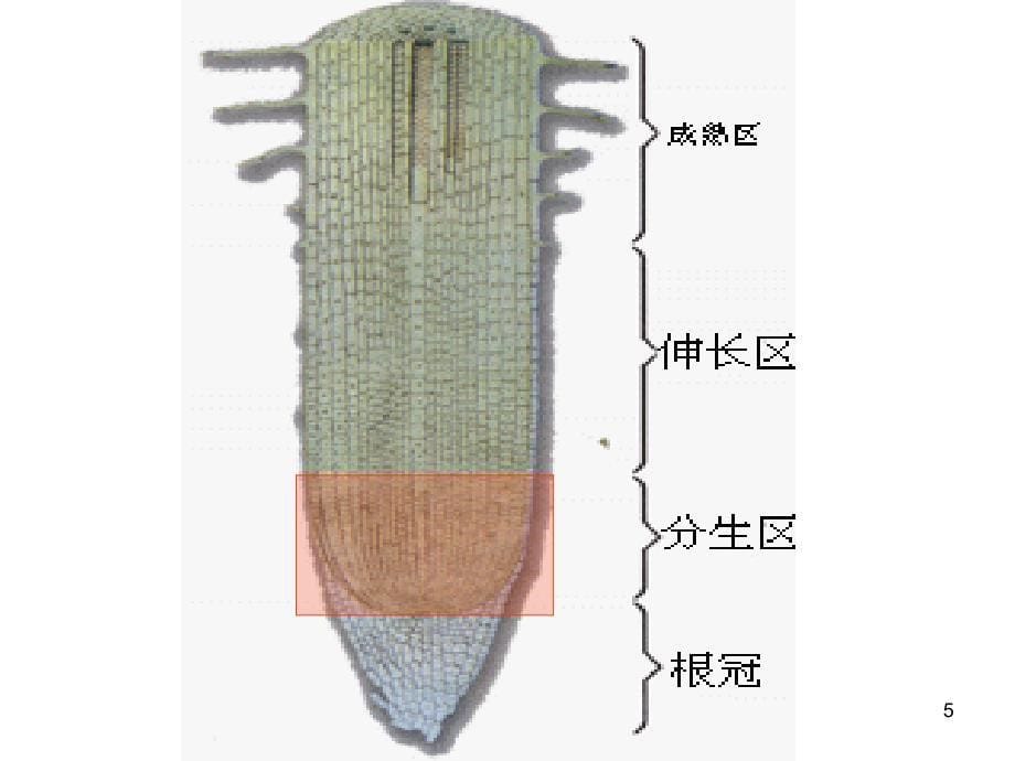 人教版教学课件第六章细胞的生命历程课件_第5页