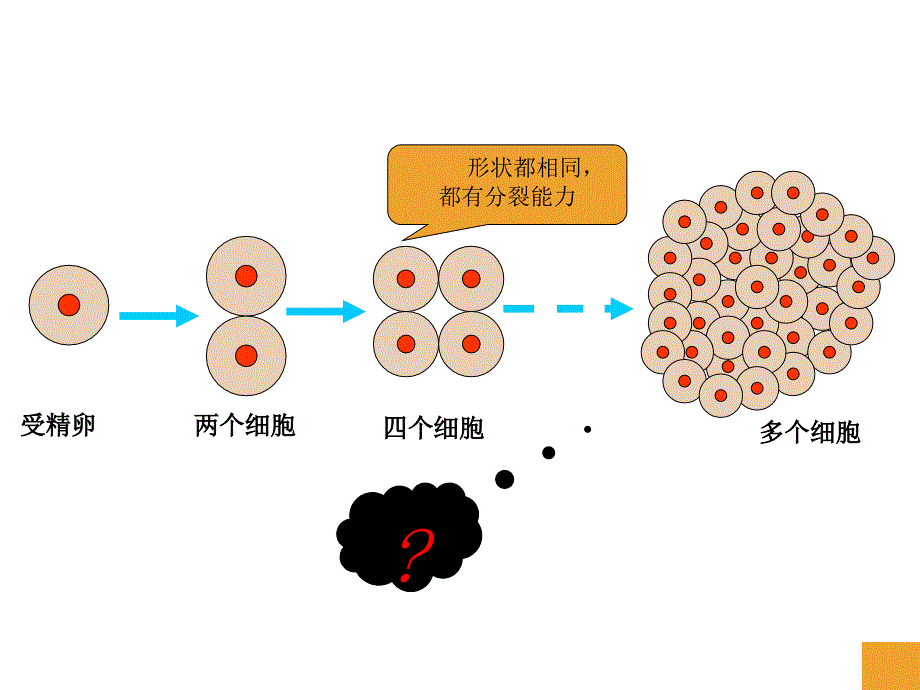 动物的层次结构_第3页