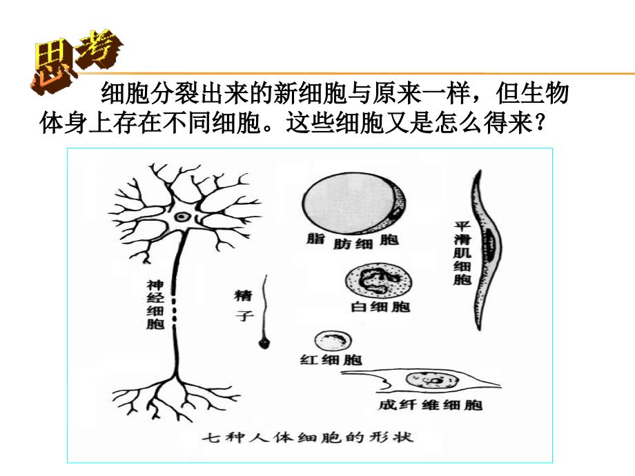 动物的层次结构_第4页