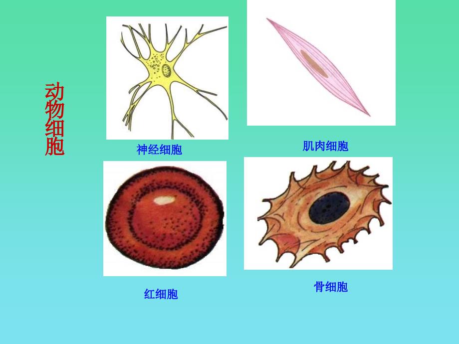 人和动物细胞的结构和功能_第3页