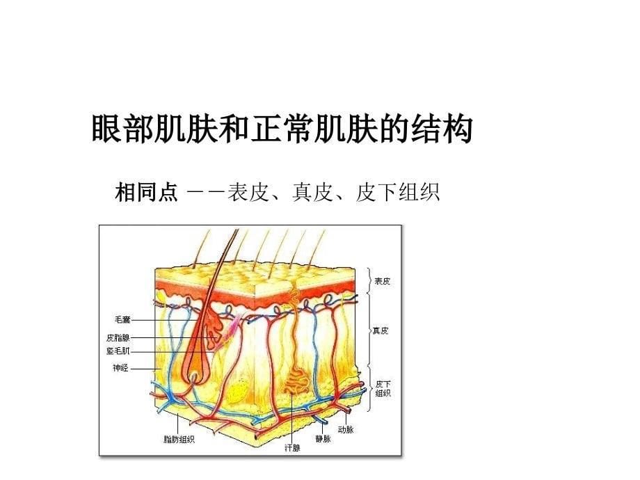 眼部保养专知识_第5页