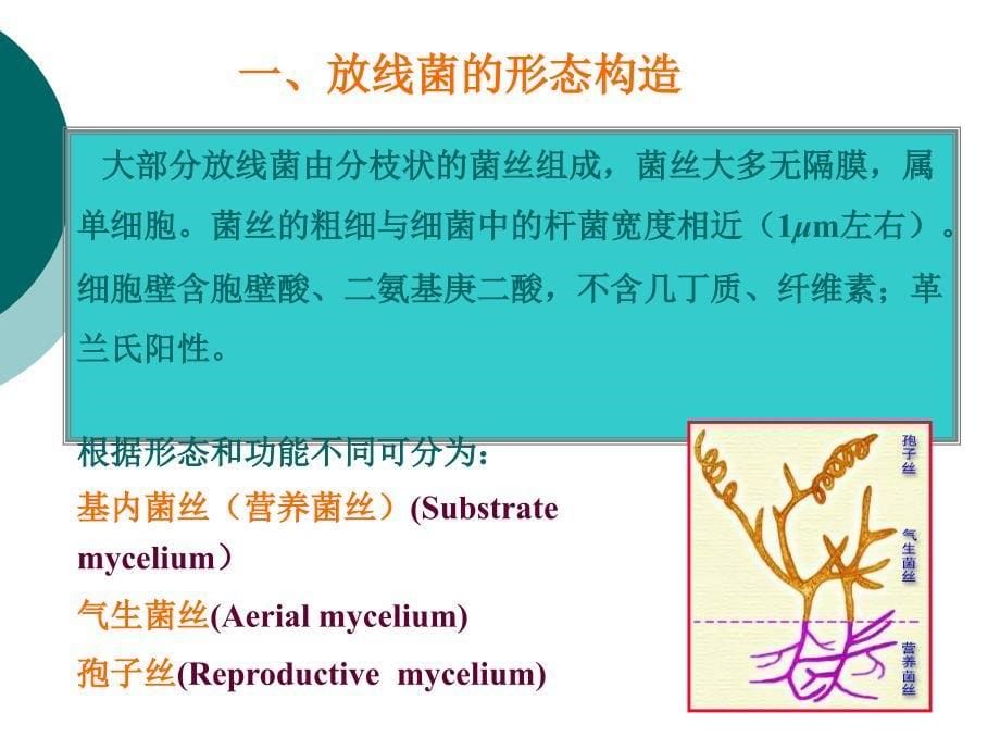 医学课件第二节放线菌Actinomycetes_第5页