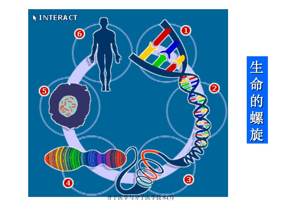 分子医学与分子医学技术7课件_第3页
