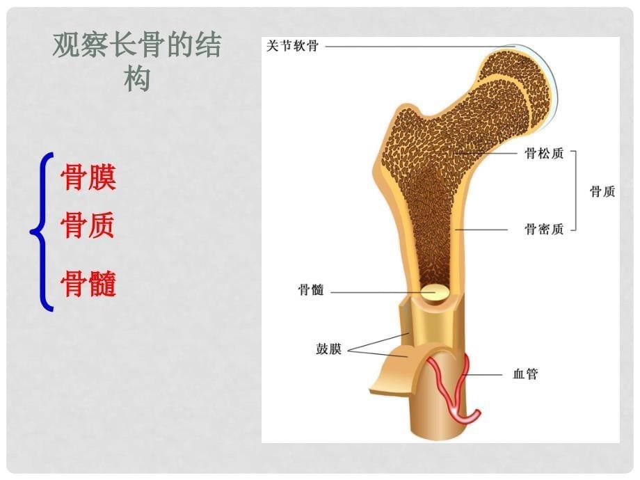 八年级生物上册 16.1 人体的支持与运动课件1 苏科版_第5页