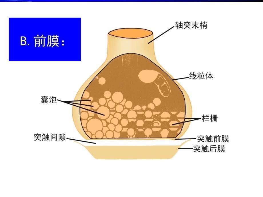 神经元信息传递#高等教育_第5页